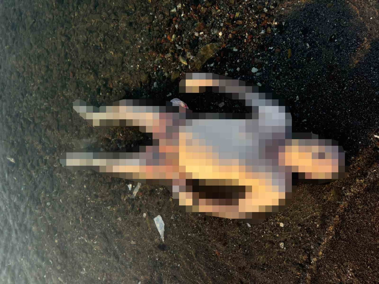 MUĞLA'NIN MARMARİS İLÇESİNDE SABAH SAATLERİNDE DENİZDE BİR ERKEK CESEDİ BULUNDU.