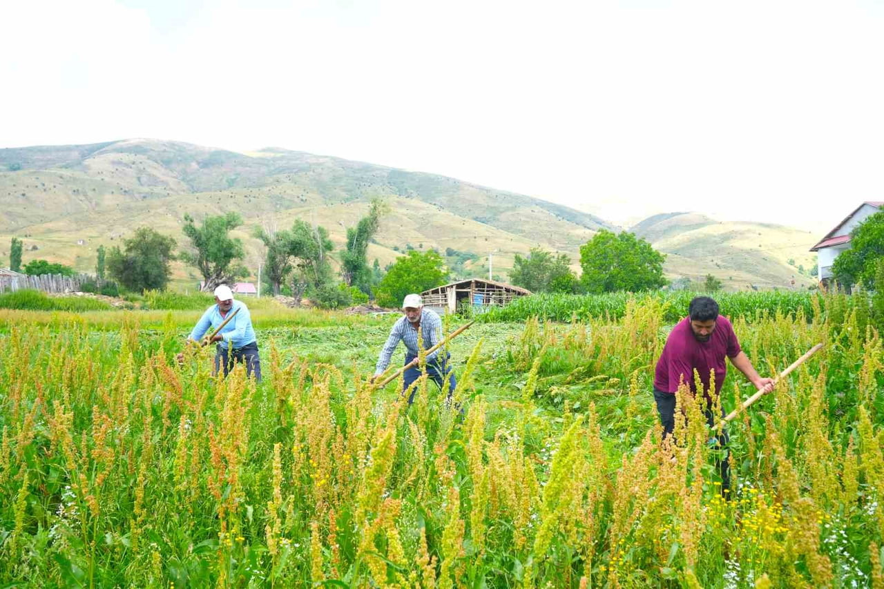 MUŞ'TA KIRSAL KESİMLERDE OT BİÇME SEZONUNUN BAŞLAMASIYLA BİRLİKTE ÇİFTÇİLER SABAHIN İLK...