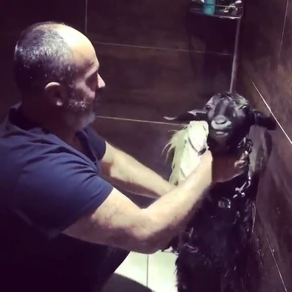 MUSTAFA ALTUNHAN, SICAKTAN BUNALAN KEÇİSİNİ SERİNLETMEK VE RAHATLATMAK İÇİN EVİNİN BANYOSUNDA...