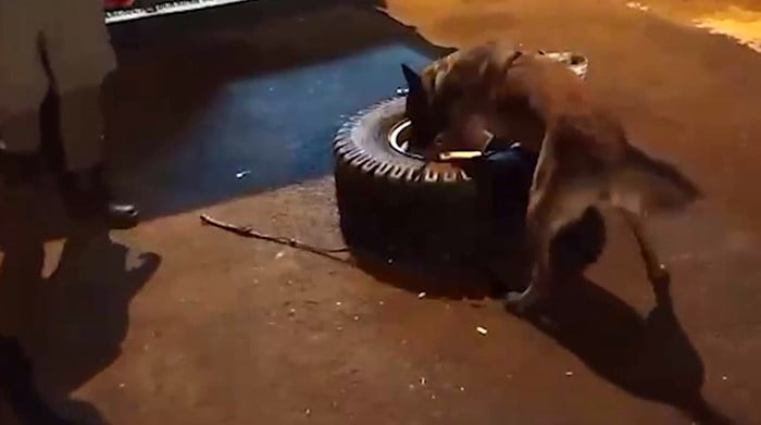 OSMANİYE'DE ARAÇTA NARKOTİK KÖPEĞİ JARDİ İLE YAPILAN DETAYLI ARAMADA YEDEK LASTİĞİN İÇİNE...