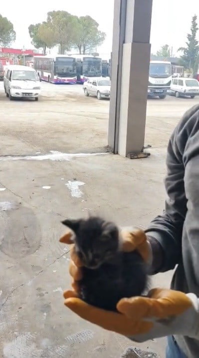 OSMANİYE’DE OTOMOBİLİN MOTORUNA SIKIŞAN YAVRU KEDİ KURTARILDI