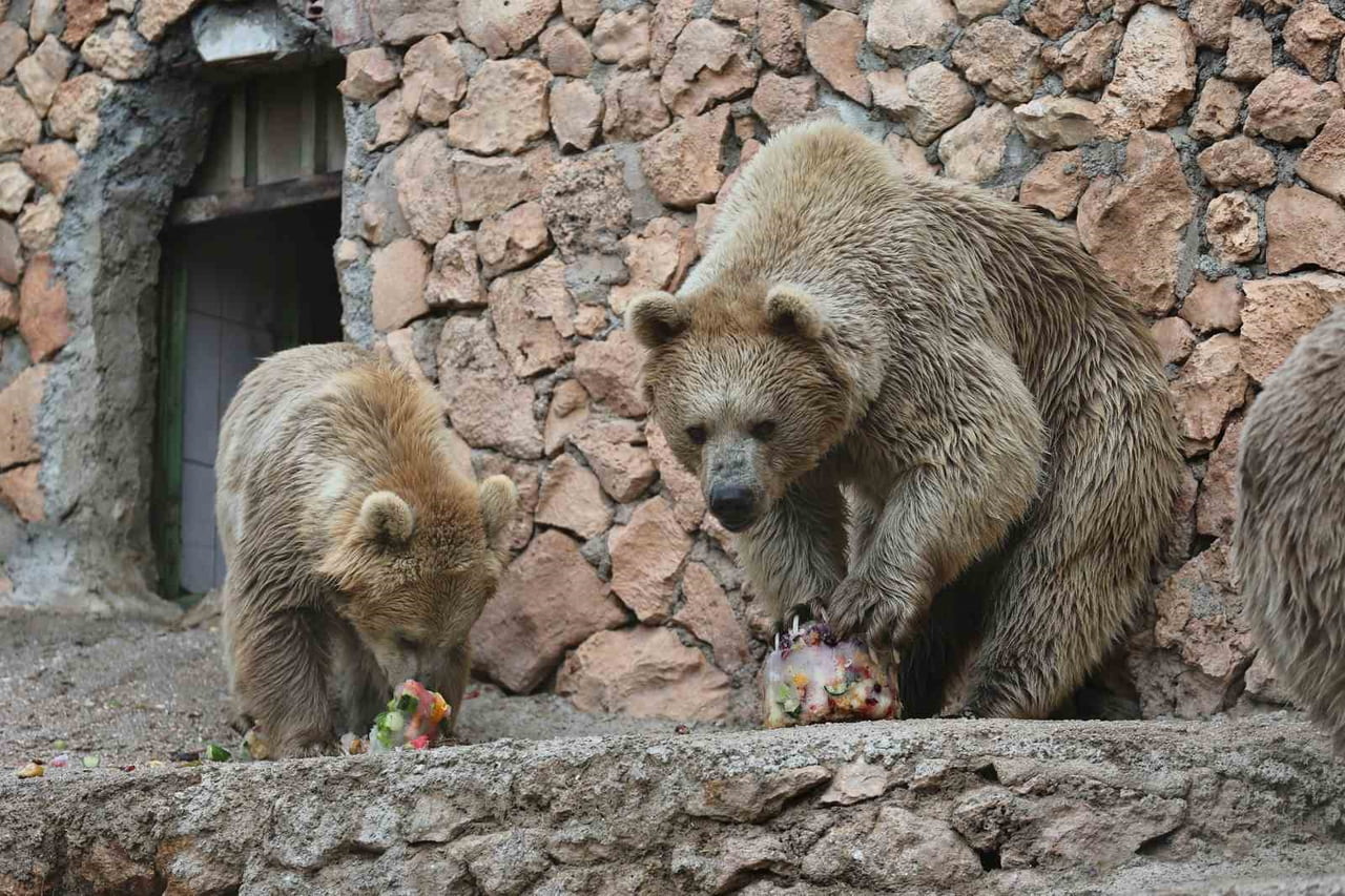 PARK SAKİNLERİNİN  BUZLU MEYVE VE SEBZE ZİYAFETİ.