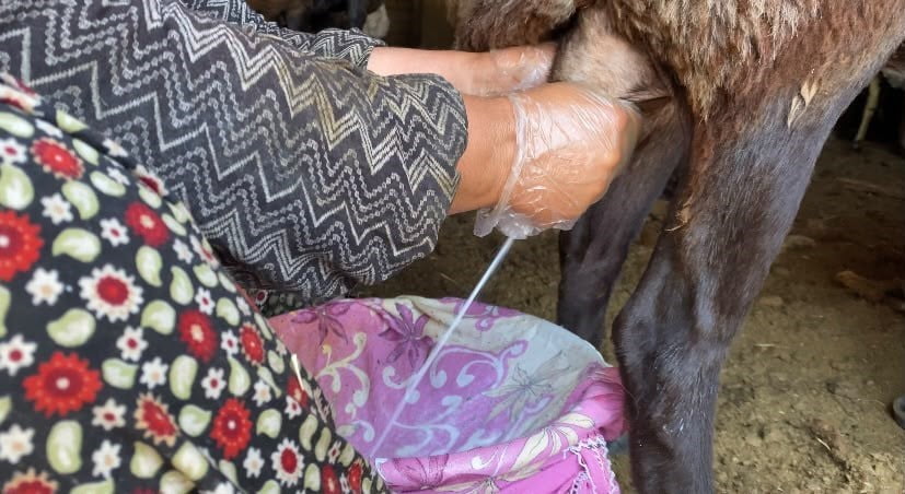 PATNOS İLÇESİNDE YAZ MEVSİMİYLE BİRLİKTE KOYUN SAĞIMI SEZONU BAŞLADI.