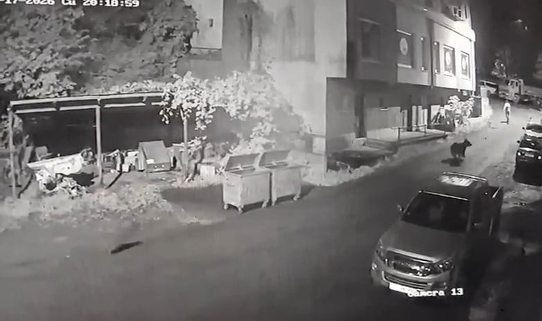 RİZE'NİN ÇAMLIHEMŞİN İLÇESİNDE YANINDA YAVRULARI DA OLAN AYI BİR VATANDAŞI KOVALADI. VATANDAŞIN...