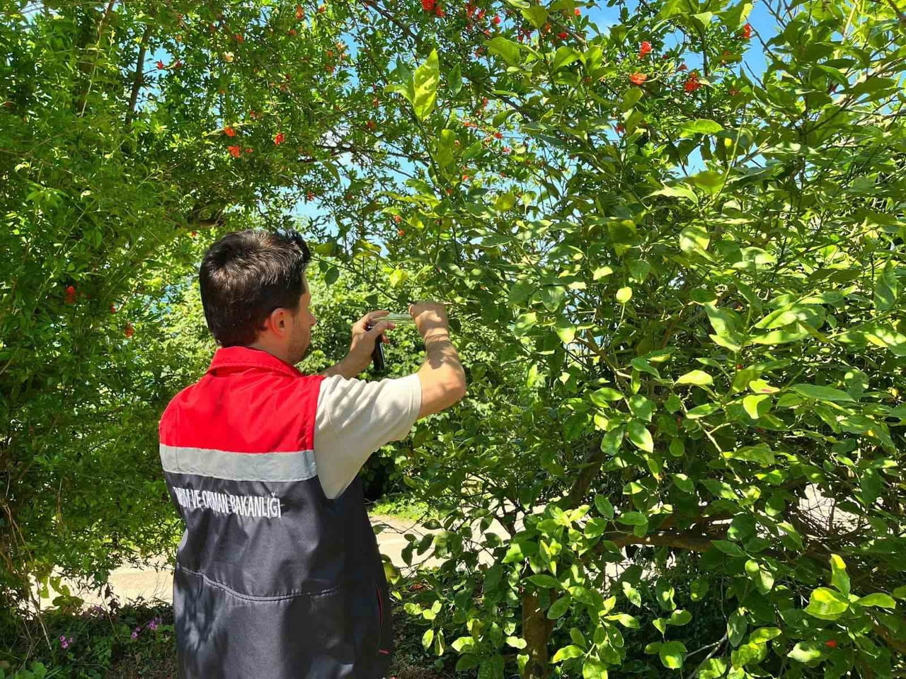 RİZE'NİN İYİDERE İLÇESİNDE KAHVERENGİ KOKARCA BÖCEĞİNE KARŞI YÜRÜTÜLEN BİYOLOJİK MÜCADELE...