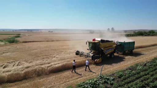 Şahinbey'de buğday hasadı çiftçileri mutlu etti
