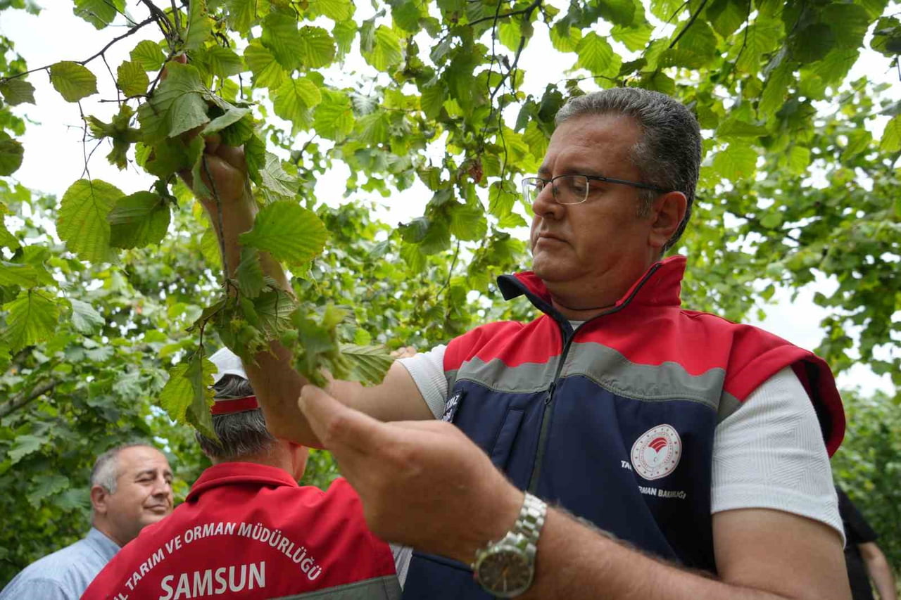 SAMSUN'DA 2026 YILI FINDIK REKOLTE TAHMİNİNE YÖNELİK ARAZİ ÇALIŞMALARI TAMAMLANDI. TARIM VE ORMAN...