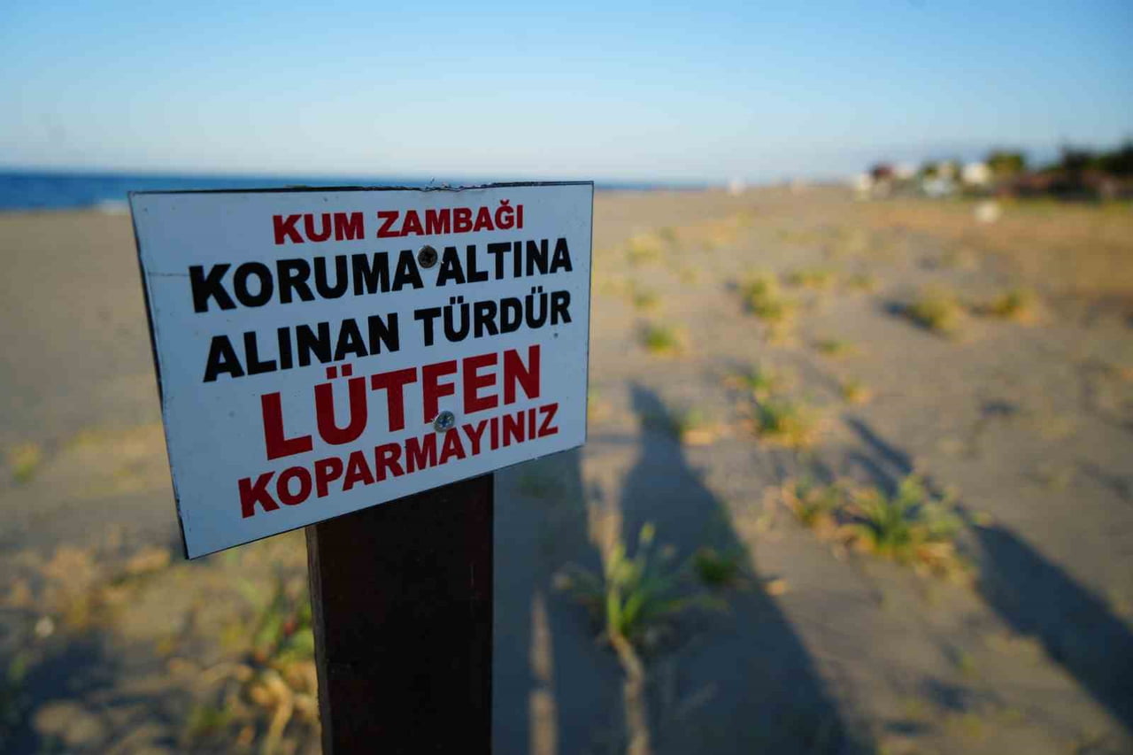 SAMSUN'UN ATAKUM SAHİLİNDE AÇAN VE NESLİ TÜKENME TEHLİKESİ ALTINDA BULUNAN KUM ZAMBAKLARI...