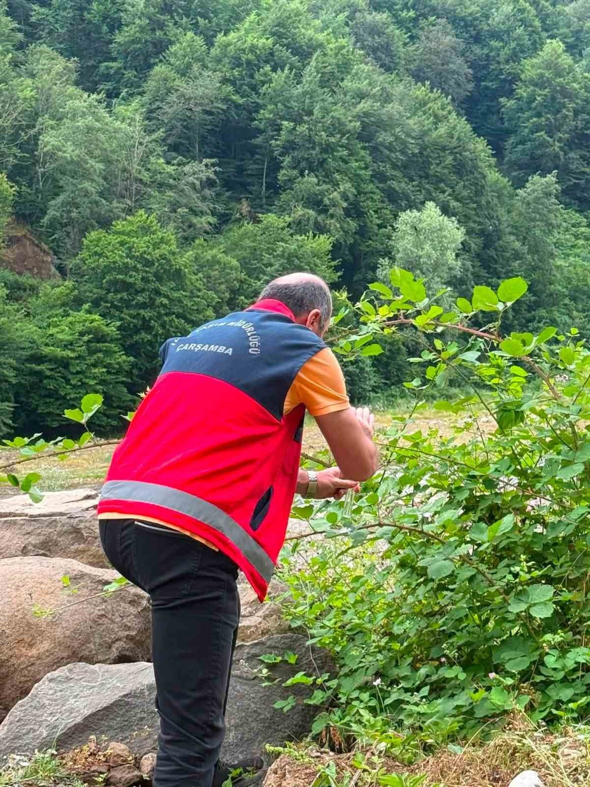 SAMSUN'UN ÇARŞAMBA İLÇESİNDE TARIMSAL ÜRETİME ZARAR VEREN KAHVERENGİ KOKARCAYA KARŞI BİYOLOJİK...