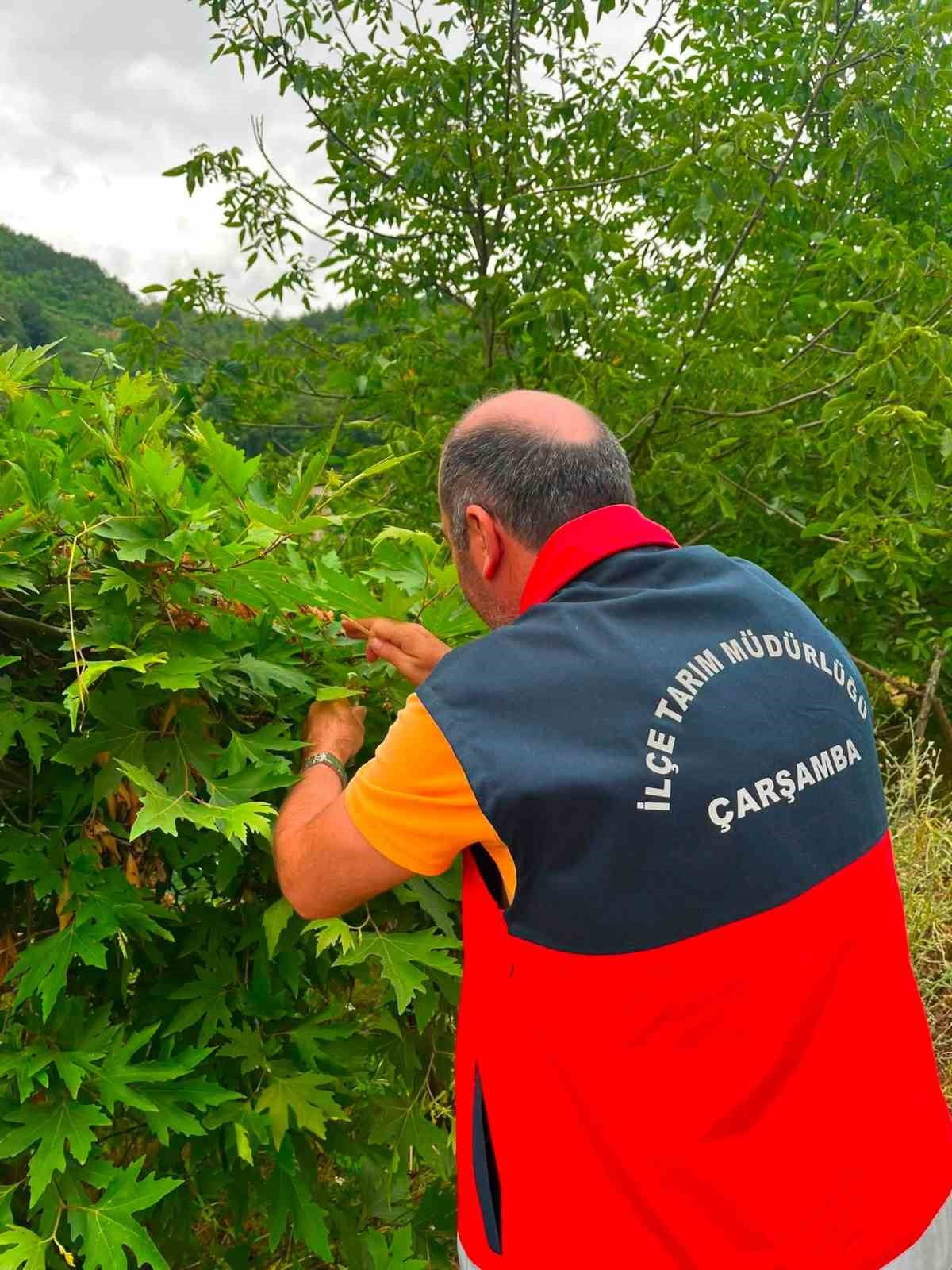 SAMSUN'UN ÇARŞAMBA İLÇESİNDE TARIMSAL ÜRETİME ZARAR VEREN KAHVERENGİ KOKARCAYA KARŞI BİYOLOJİK...
