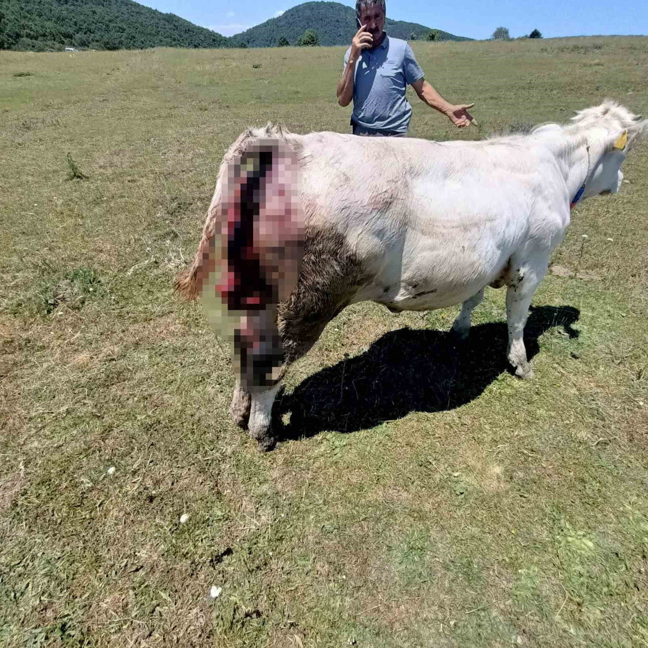 SAMSUN'UN VEZİRKÖPRÜ İLÇESİNE BAĞLI KOVALI MAHALLESİ VE ÇEVRE YAYLALARDA HAYVANCILIKLA UĞRAŞAN...