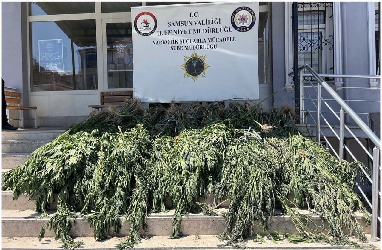 SAMSUN’UN BAFRA İLÇESİNDE DÜZENLENEN NARKOTİK OPERASYONUNDA HASAT AŞAMASINA GELEN 782 KÖK KENEVİR...