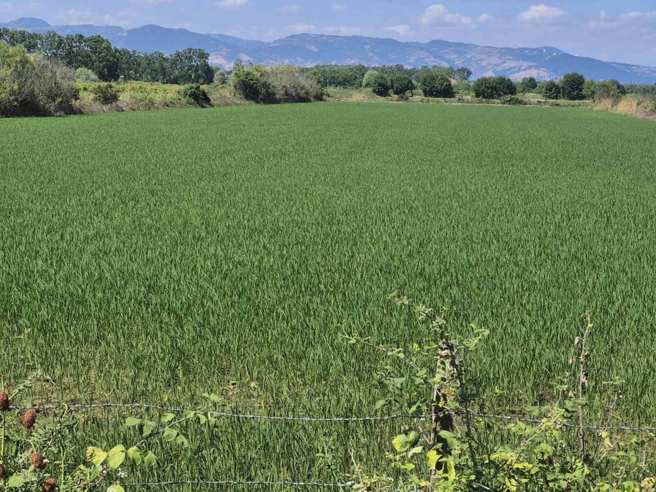 SAMSUN’UN ÇARŞAMBA İLÇESİNDE PLANLI ÜRETİM DESTEĞİ KAPSAMINDA YÜRÜTÜLEN SAHA ÇALIŞMALARI...