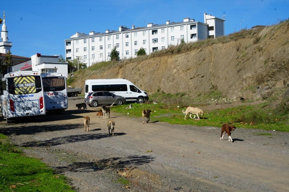 SAMSUN’UN İLKADIM BELEDİYE BAŞKANI İHSAN KURNAZ, HAYVANLARI TOPLADIKLARINI ANCAK DİĞER İLÇELERDEN...