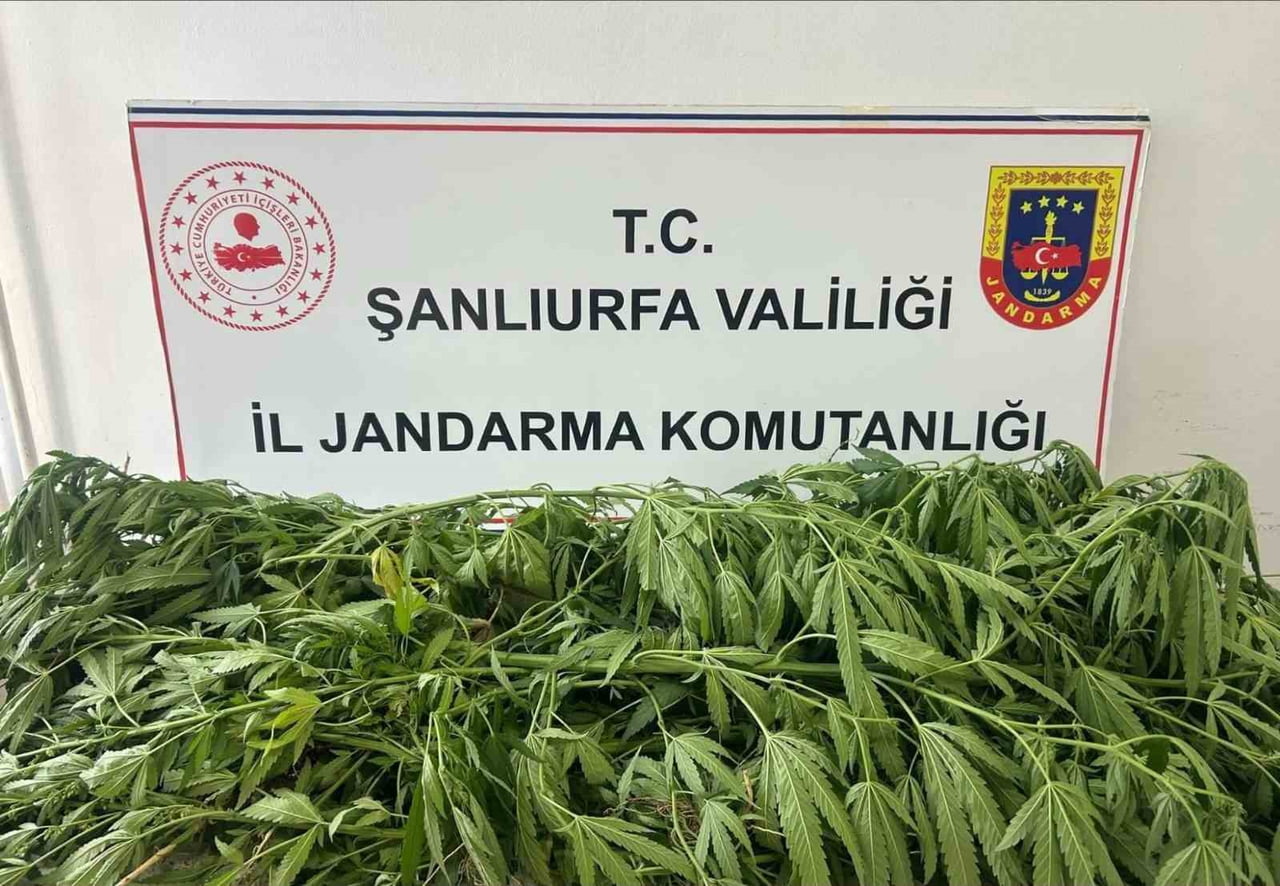 ŞANLIURFA'DA 35 KÖK KENEVİR ELE GEÇİRİLDİ: 1 GÖZALTI