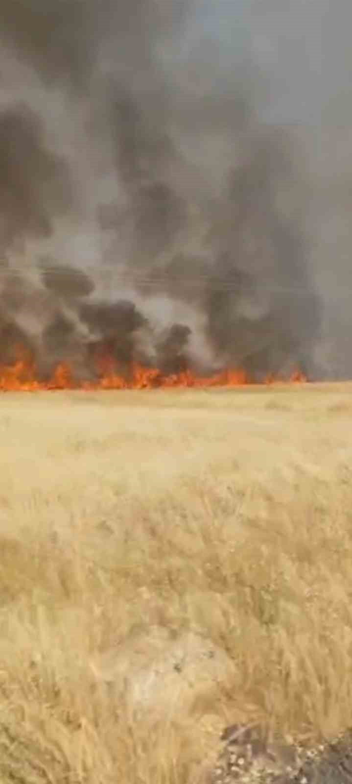 ŞANLIURFA'DA 45 DÖNÜM BUĞDAY EKİLİ ALAN YANDI