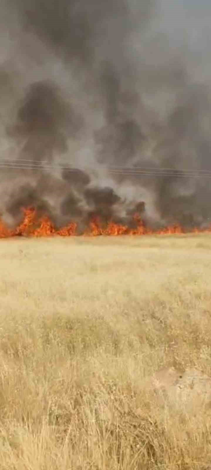 ŞANLIURFA'DA 45 DÖNÜM BUĞDAY EKİLİ ALAN YANDI
