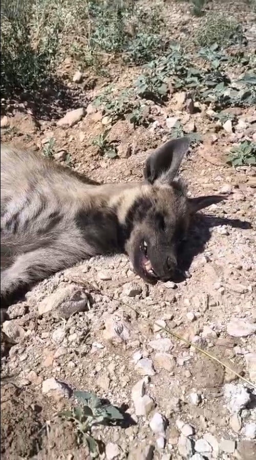 ŞANLIURFA'DA NESLİ TÜKENME TEHLİKESİ ALTINDAKİ ÇİZGİLİ SIRTLAN ÖLÜ BULUNDU