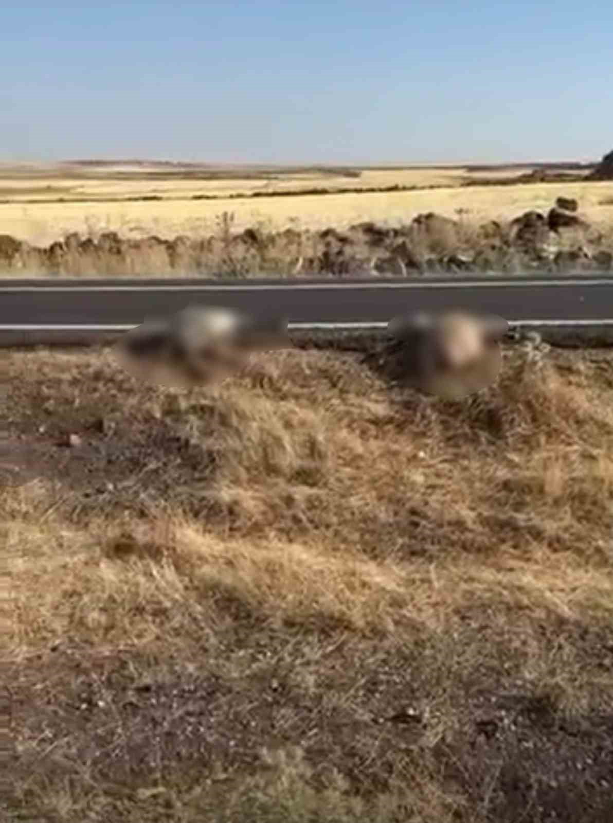 ŞANLIURFA'NIN SİVEREK İLÇESİNDE İŞÇİLERİ TAŞIYAN MİNİBÜSÜN KOYUN SÜRÜSÜNE ÇARPMASI SONUCU 25 KOYUN...