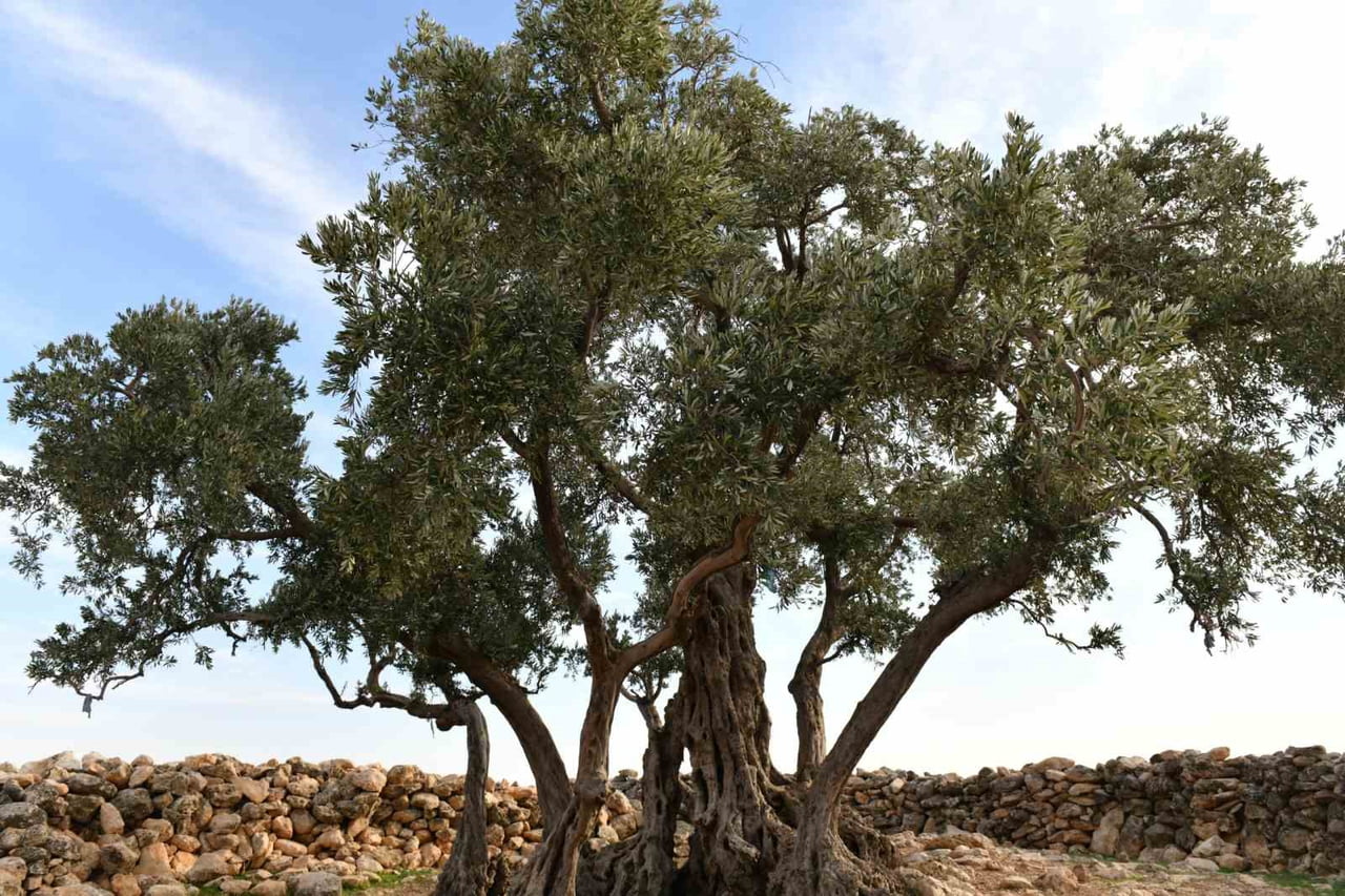 ŞANLIURFA’DA 1314 YILLIK ZEYTİN AĞACININ ÇEVRE DÜZENLEMESİ YAPILIYOR