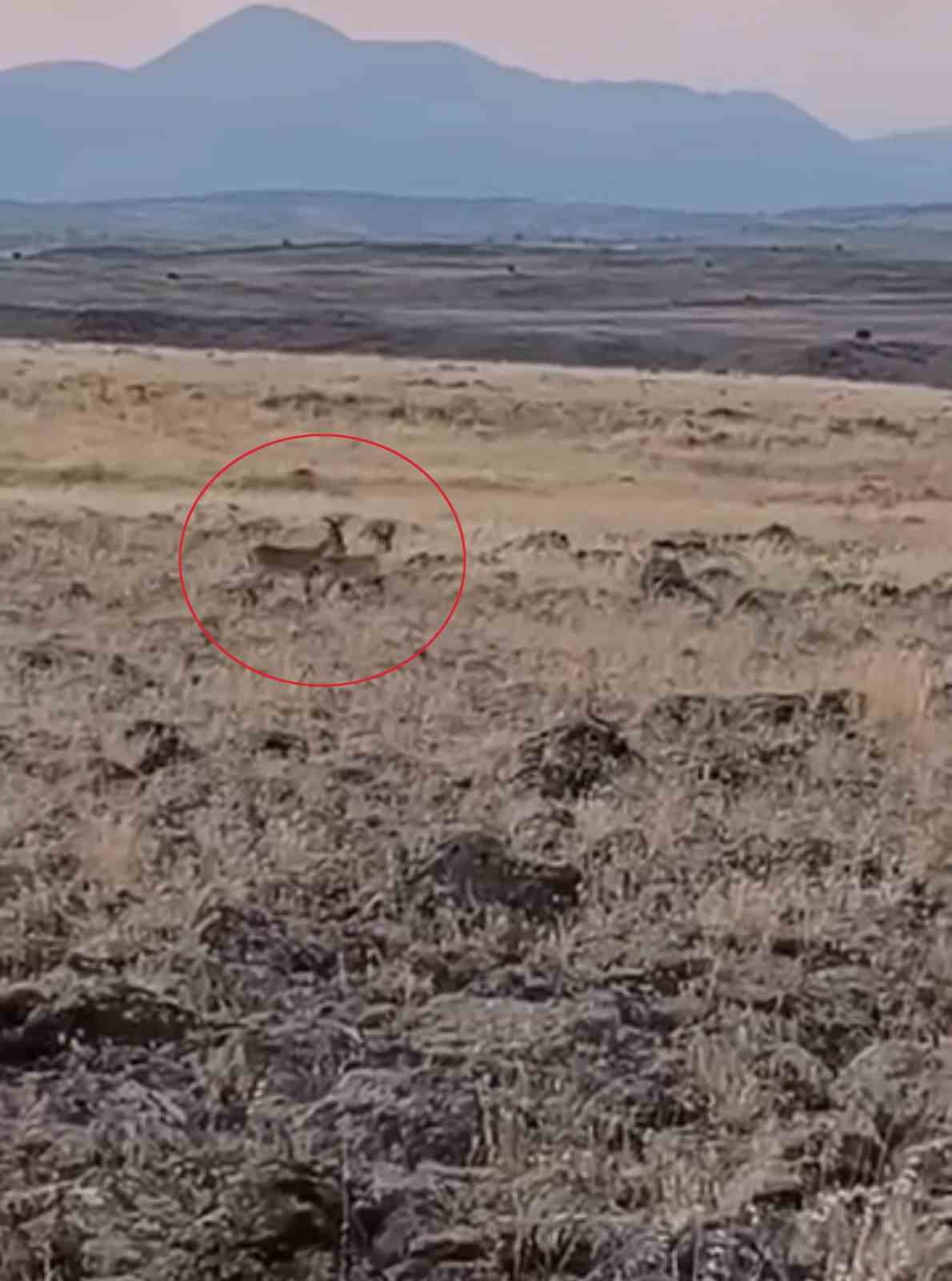 ŞANLIURFA’NIN SİVEREK İLÇESİNDE NESLİ TÜKENME TEHLİKESİ ALTINDA BULUNAN VE KORUMA ALTINDA OLAN...