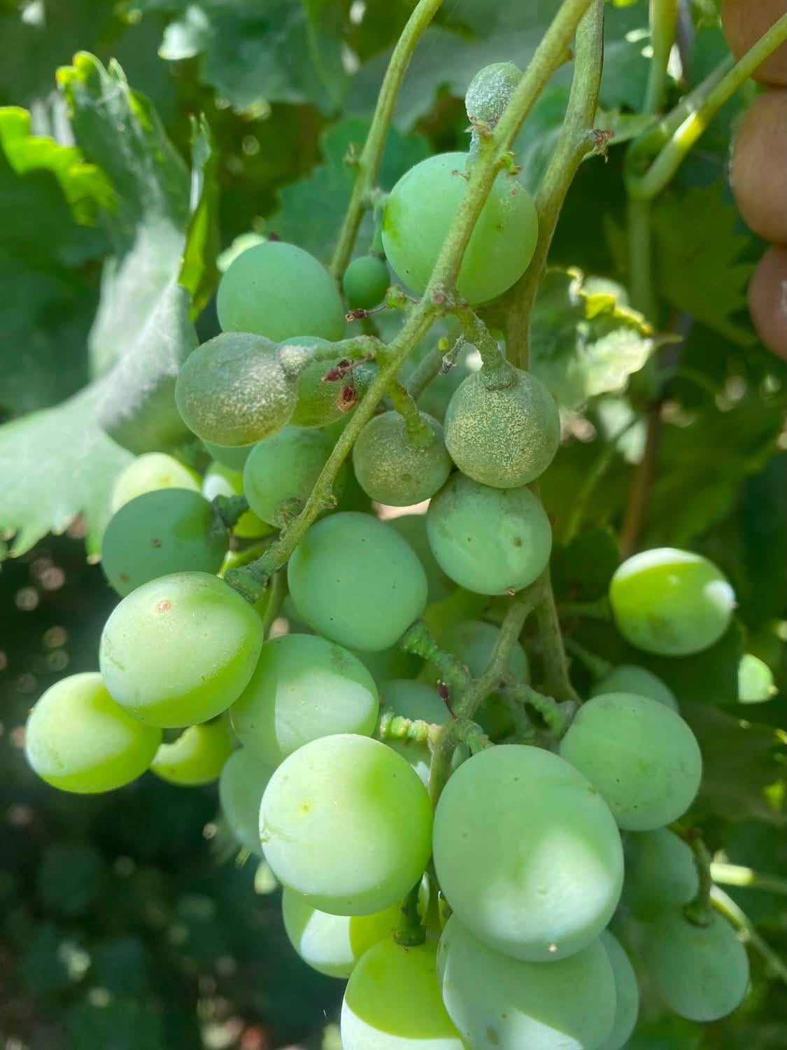 SARIGÖL OVASI'NDAKİ ÜZÜM ÜRETİCİLERİ, SALKIM GÜVESİNİN 3. NESLİNE KARŞI OVOSİT (YUMURTA)...