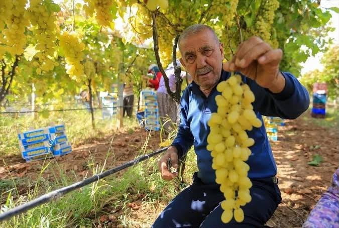 SARIGÖL ZİRAAT ODASI BAŞKANI ALİ İHSAN ÜLGEN, ERKENCİ ÜZÜM HASADININ BAŞLAMASIYLA BİRLİKTE...