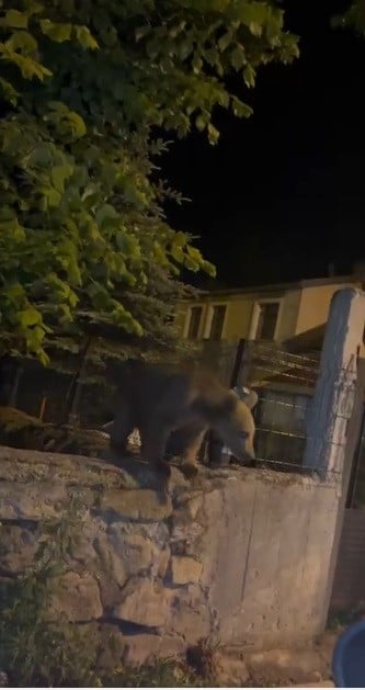 SARIKAMIŞ'TA BU KEZ ROLLER DEĞİŞTİ! VATANDAŞ DIŞARIDA BEKLEDİ, AYILAR BAHÇEDE MİSAFİR...