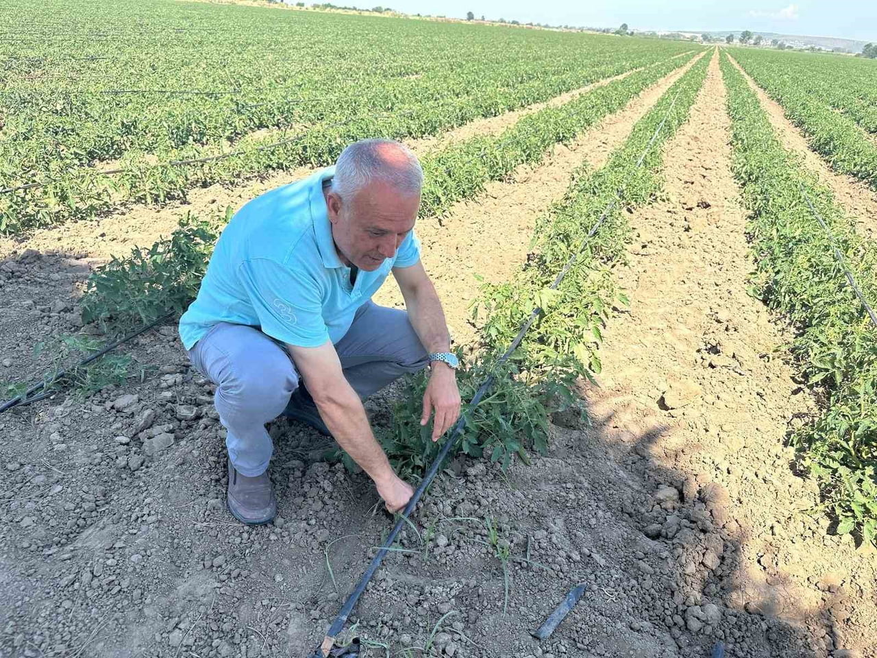 SEÇİM GEZEGEN, BU YIL KARPUZ YERİNE DOMATES VE BİBER ÜRETTİĞİNİ İFADE ETTİ.