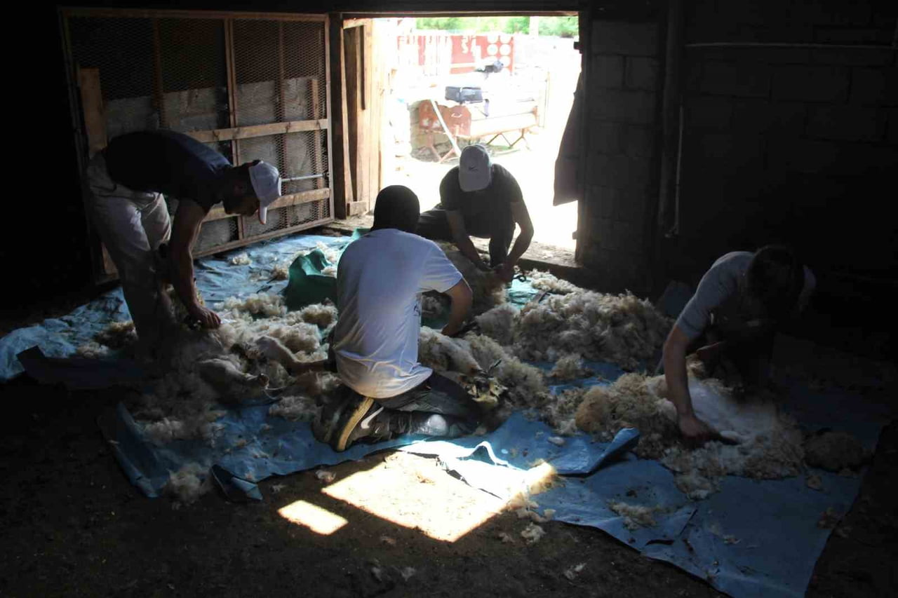 SICAK YAZ AYLARININ KENDİNİ İYİCE HİSSETTİRDİĞİ ERZİNCAN’DA, SÜRÜ SAHİPLERİ KÜÇÜKBAŞ HAYVANLARIN...