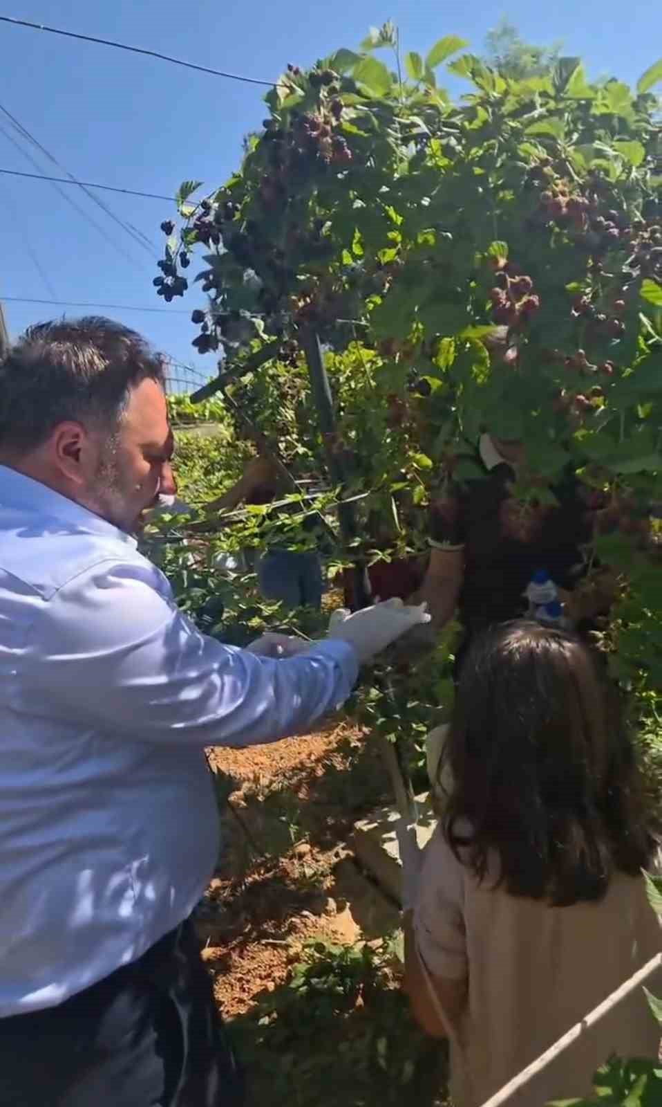 SİİRT'TE ÖZEL BİREYLER İLE KORUMA VE BAKIM ALTINDAKİ ÇOCUKLAR BÖĞÜRTLEN HASADINDA BİR ARAYA...