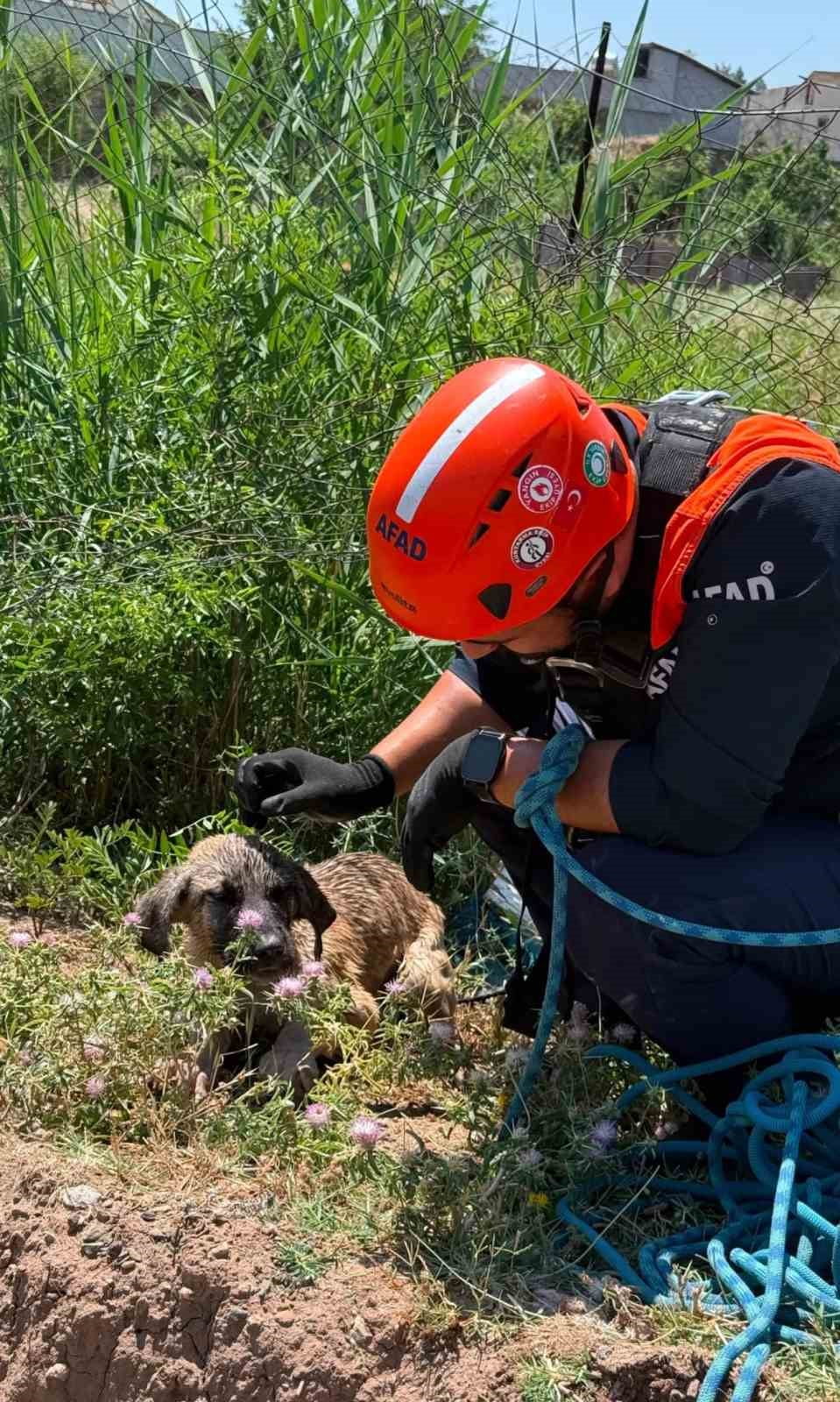 SİİRT’İN BAYKAN İLÇESİNDE SU KUYUSUNA DÜŞEREK MAHSUR KALAN KÖPEK, AFAD EKİPLERİNİN BAŞARILI...