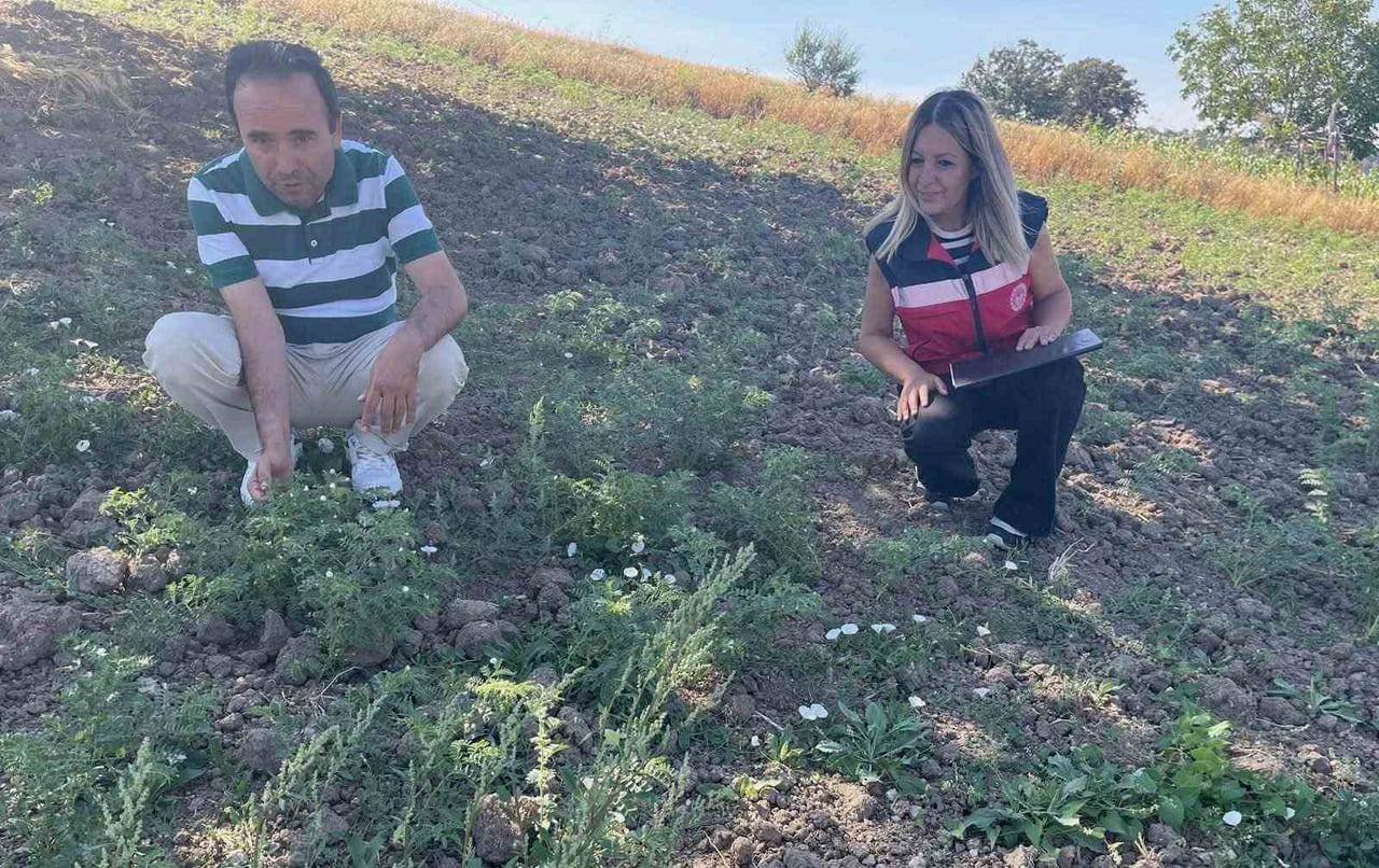 SİMAV’DA TAKE PROJESİ KAPSAMINDAKİ NOHUT ÜRETİMİ YERİNDE İNCELENDİ