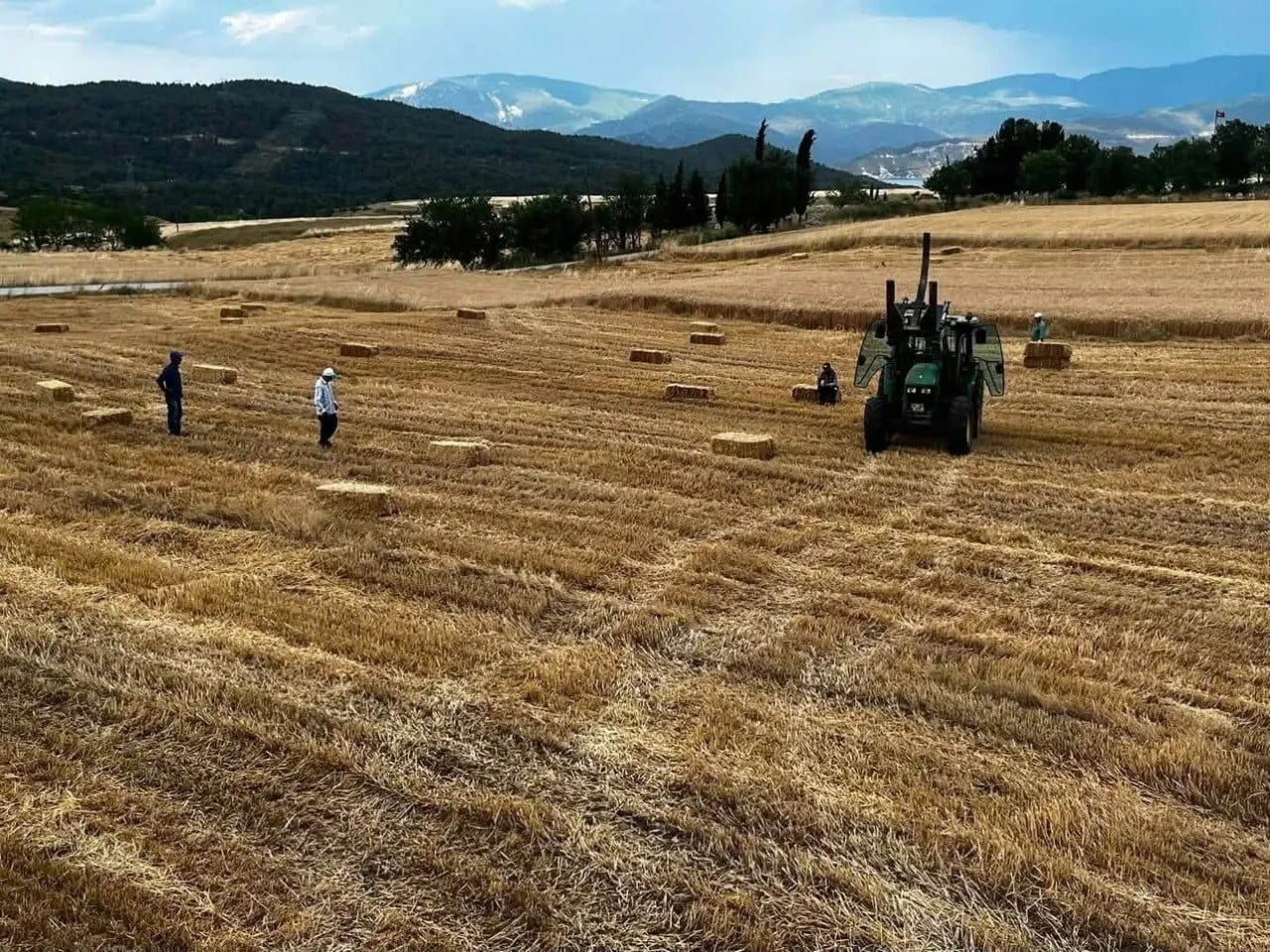SİNOP'UN SARAYDÜZÜ İLÇESİNE BAĞLI AKBELEN KÖYÜ'NDE 2026 YILI BUĞDAY HASADI BAŞLADI. TARLALARDA...