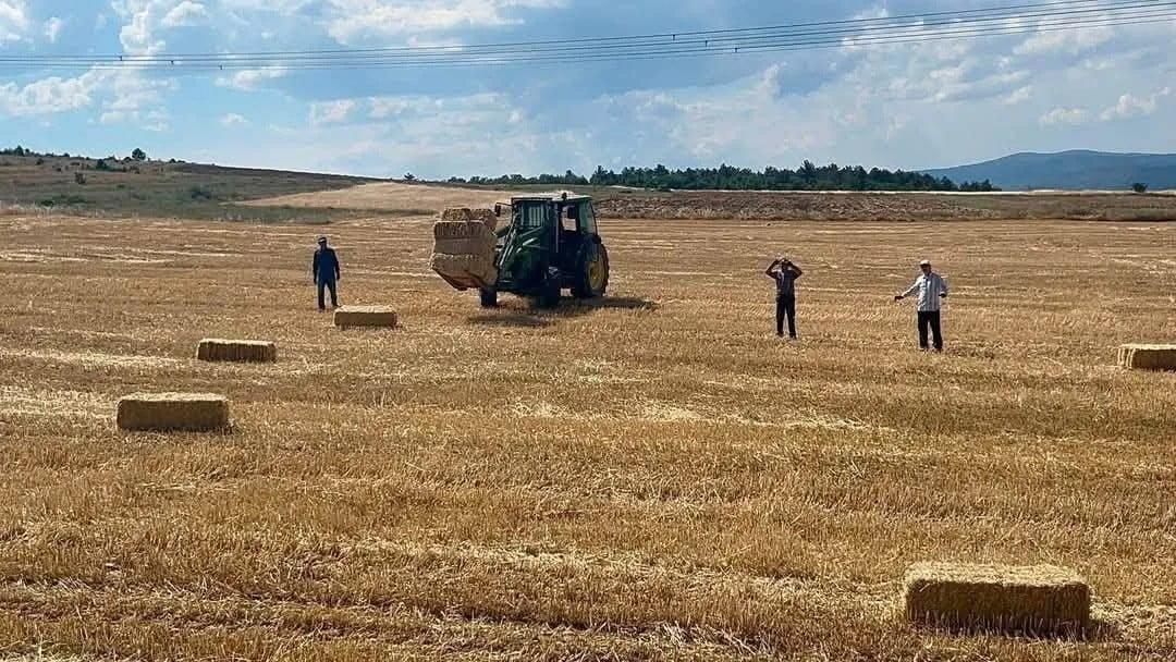 SİNOP'UN SARAYDÜZÜ İLÇESİNE BAĞLI AKBELEN KÖYÜ'NDE 2026 YILI BUĞDAY HASADI BAŞLADI. TARLALARDA...