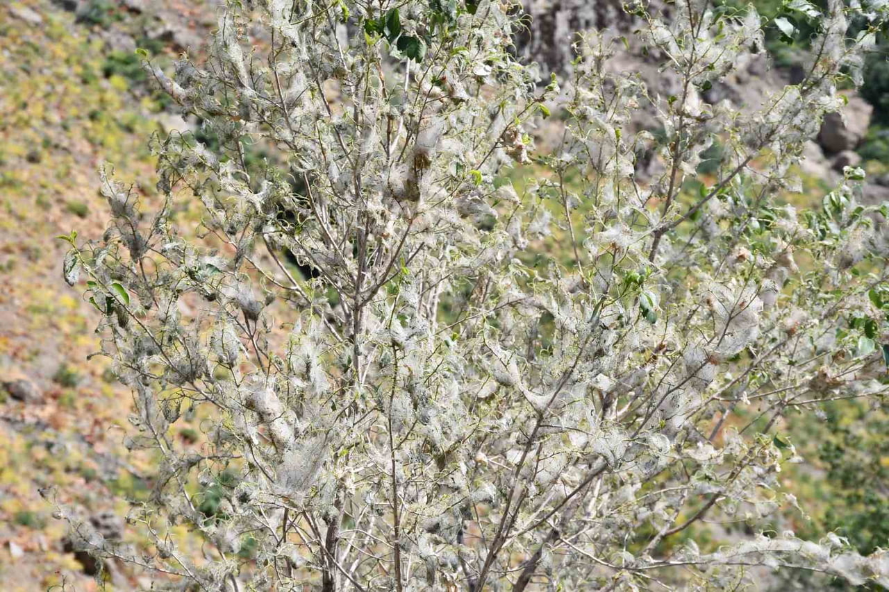 ŞIRNAK'TA SICAK HAVALARIN ETKİSİYLE TIRTIL AĞAÇLARA ZARAR VERMEYE DEVAM EDİYOR. YÜZLERCE AĞAÇ...
