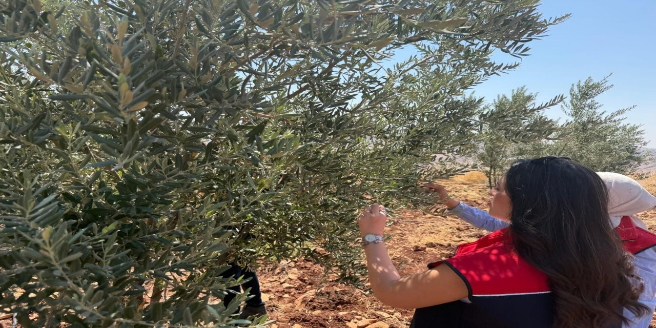 ŞIRNAK İL TARIM VE ORMAN MÜDÜRLÜĞÜ EKİPLERİ, ZEYTİN ÜRETİCİLERİNİN MAĞDURİYET YAŞAMAMASI İÇİN SAHA...