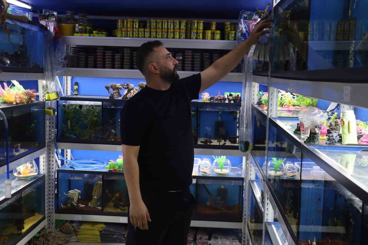 SİVAS'TA AKVARYUM TUTKUNLARI, SÜS BALIKLARI YERİNE PİRANHA, TİMSAH ZARGANA, YILANBAŞ VE...