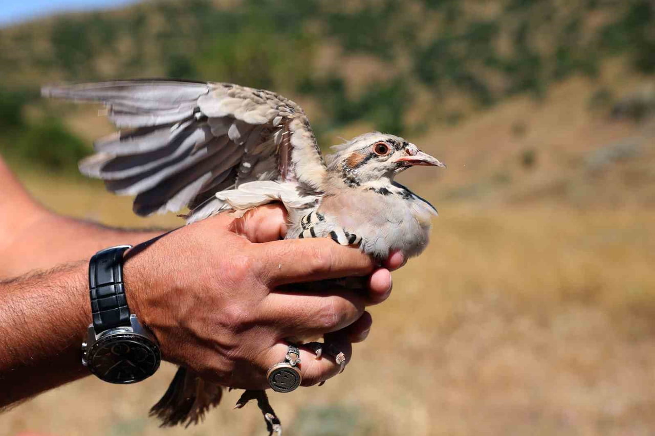 SİVAS'TA SON DÖNEMDE ARTIŞ GÖSTEREN KENE VAKALARINA KARŞI BİYOLOJİK MÜCADELE KAPSAMINDA 500 KEKLİK...