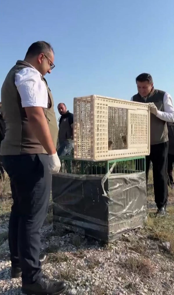 SİVAS'TA YUVALARINDAN DÜŞEN İKİ KERKENEZ YAVRUSU, TEDAVİ VE REHABİLİTASYON SÜREÇLERİNİN ARDINDAN...