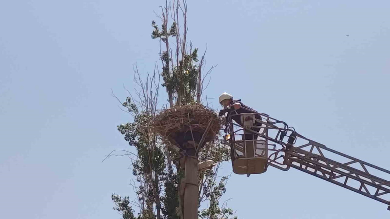 SİVAS’IN ŞARKIŞLA İLÇESİNDE YUVASINDA AYAĞI İPE DOLANAN LEYLEĞİN YARDIMINA ŞARKIŞLA BELEDİYESİ...