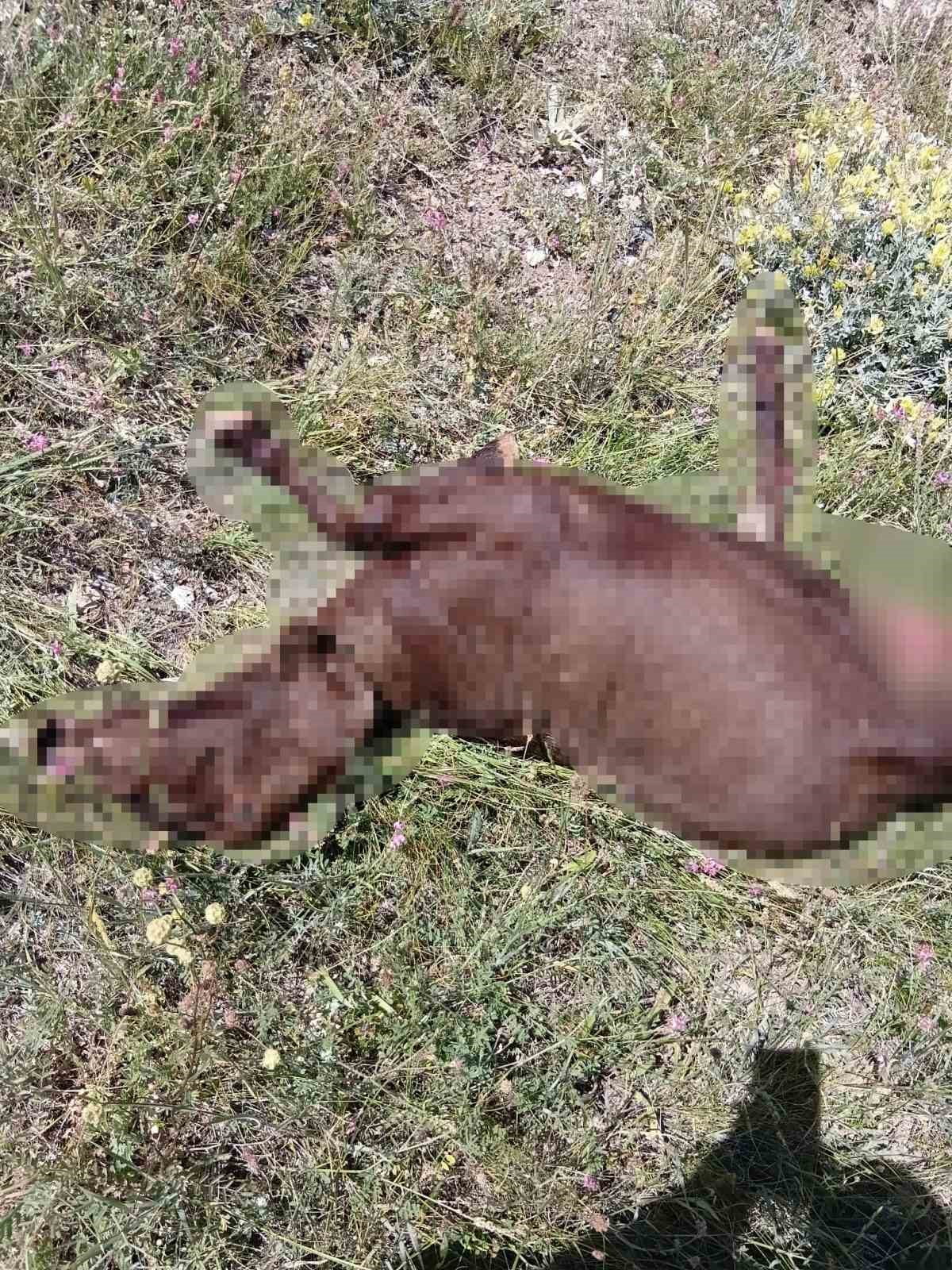 SİVAS’TA MERADA OTLAYAN KEÇİ SÜRÜSÜ KAYBOLDU. UZUN UĞRAŞLAR SONUCU 13 KEÇİ TELEF OLMUŞ HALDE...