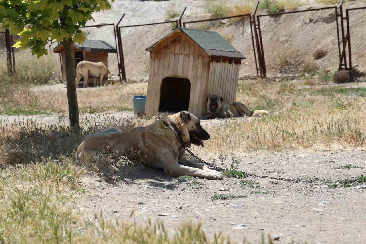 SOĞUK HAVAYA GÖĞÜS GEREN KANGAL KÖPEKLERİ SICAK YAZ AYLARINDA MİSKİNLEŞİYOR