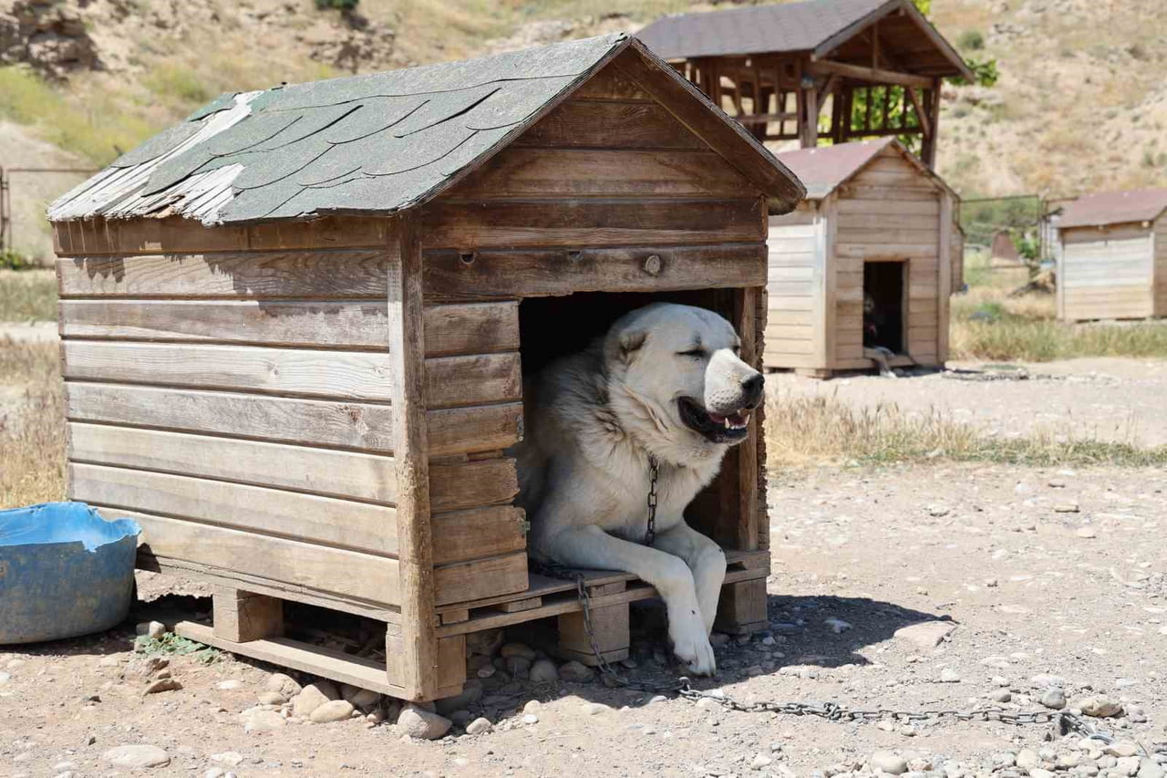 SOĞUK HAVAYA GÖĞÜS GEREN KANGAL KÖPEKLERİ SICAK YAZ AYLARINDA MİSKİNLEŞİYOR