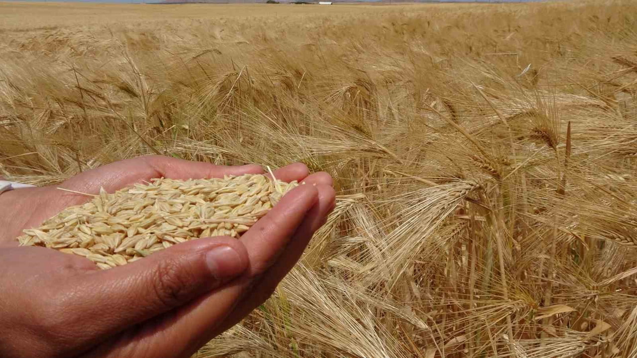 TARIM VE HAYVANCILIK YAPAN ÜRETİCİ İBRAHİM TAMER’İN TARLASINDA DÜZENLENEN ARPA HASADINA YOZGAT...