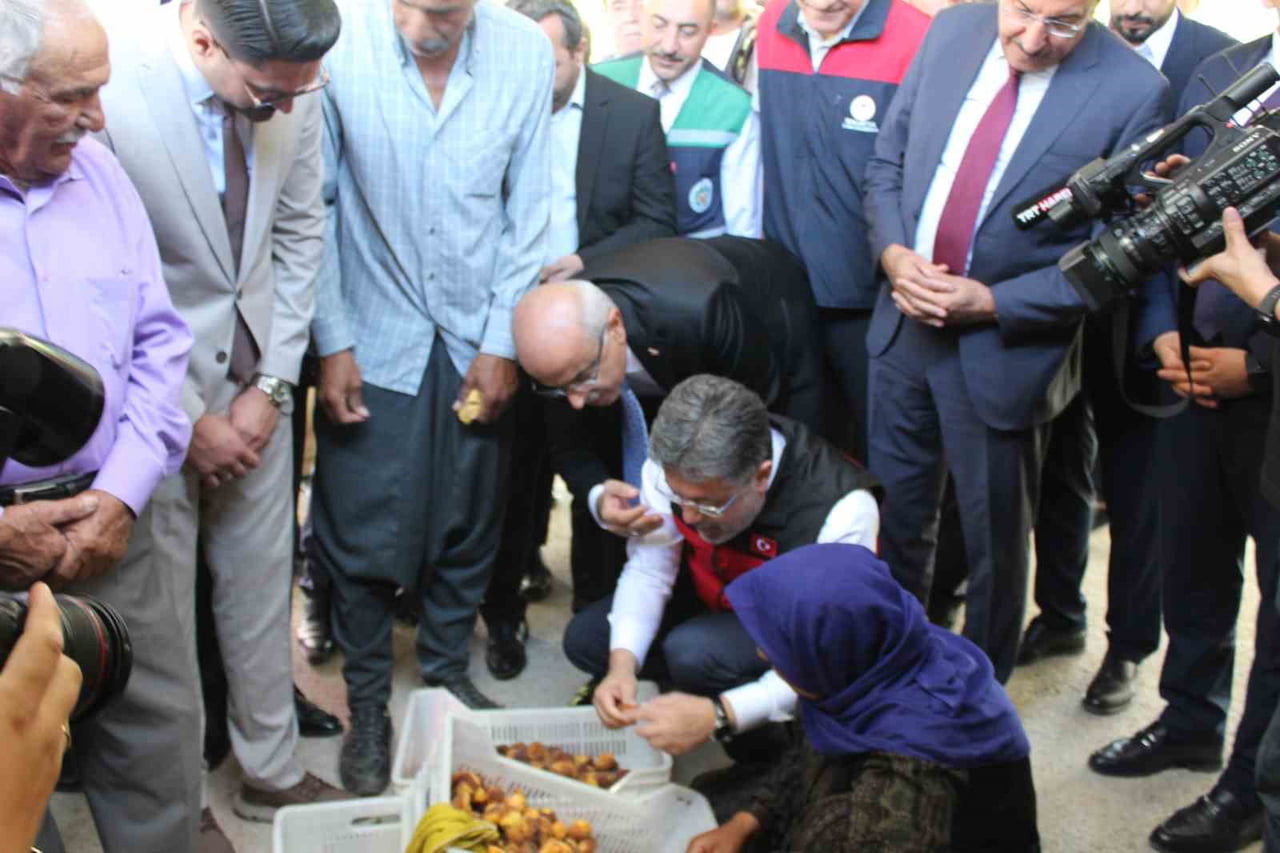 TARIM VE ORMAN BAKANI İBRAHİM YUMAKLI MALATYA'DA KAYISI HASADINA KATILDI.