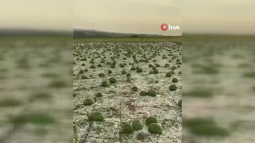 Tekirdağ'da dolu ayçiçeği ve karpuz tarlalarını vurdu