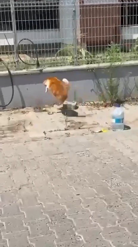 TEKİRDAĞ'IN SÜLEYMANPAŞA İLÇESİ DEĞİRMENALTI MAHALLESİ'NDE BİR KEDİ İLE YILANIN KARŞI KARŞIYA...