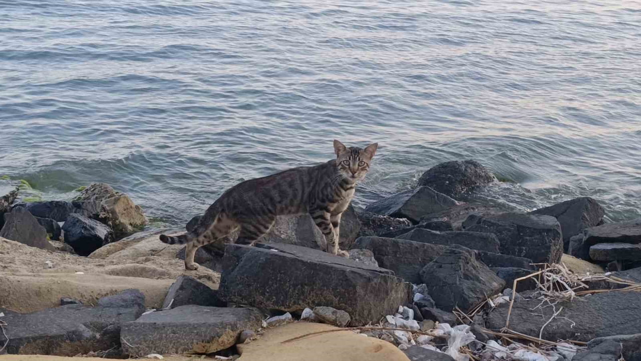 TEKİRDAĞ'IN SÜLEYMANPAŞA İLÇESİNDE ETKİSİNİ SÜRDÜREN SICAK HAVA, YAZ AYLARINDA YOĞUNLUK YAŞANAN...