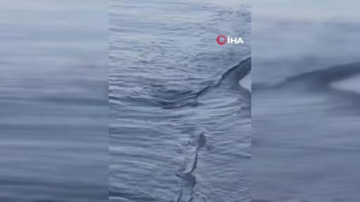 Tekirdağ kıyısında nesli tehlike altındaki su samuru böyle görüntülendi